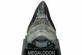 Fossil Megalodon Tooth - South Carolina #208563-2